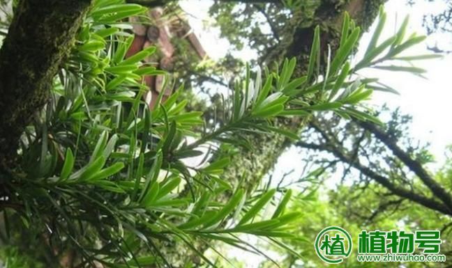 水培植物哪些比较好养