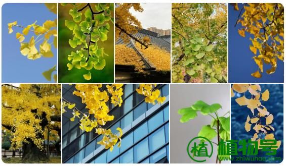白兰花几月份开花 白兰花几月份开始长新叶