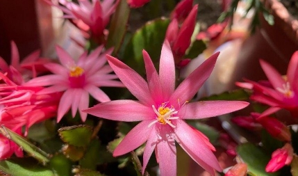 如何种植白兰花呢/怎样种植白兰花