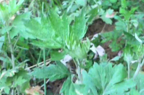 多肉植物烟煤病防治（经验篇）：物理隔离加化学药物喷施/多肉植物烟煤病用什么药最好?