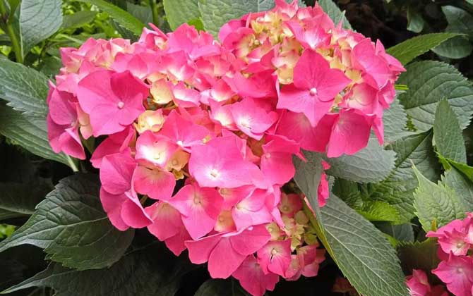 送百合花代表什么呢/送百合花是什么意义