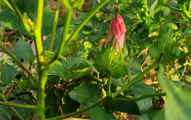 新玉缀怎么砍头，5个步骤让你的新玉缀快速成活/新玉缀怎样修剪