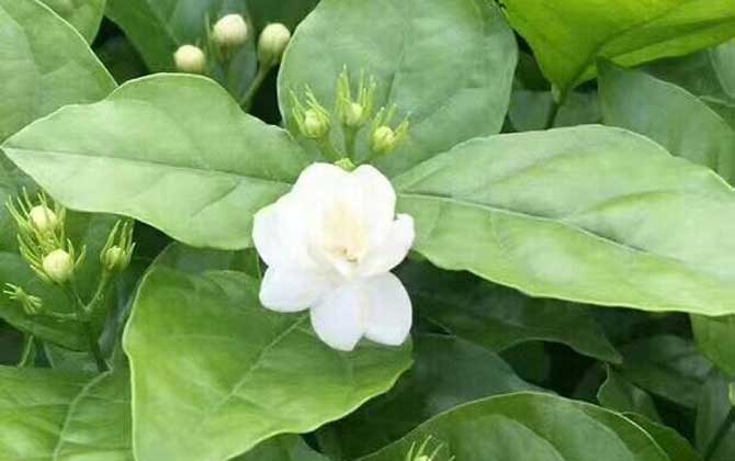 茑萝是种旋花科的一年生缠绕草本植物/茑萝的种植方法
