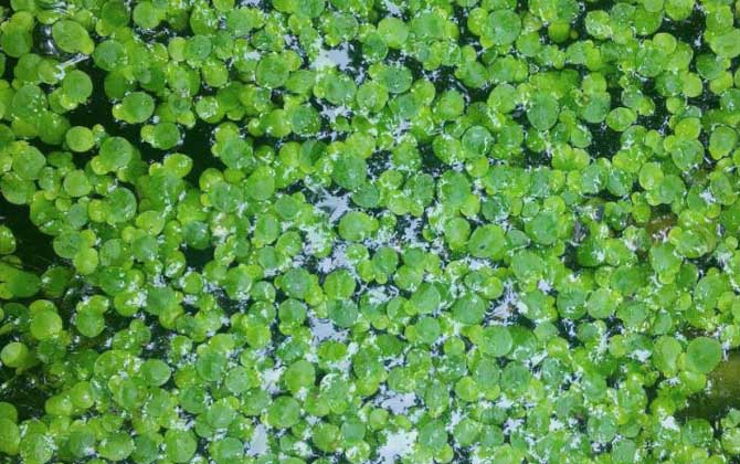 水生植物是什么意思？/水生植物是什么东西