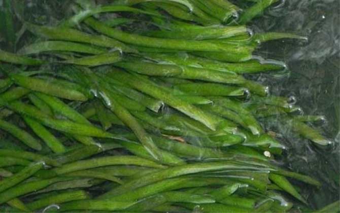 怎样在水里养植银叶菊花/在水里养什么赚钱