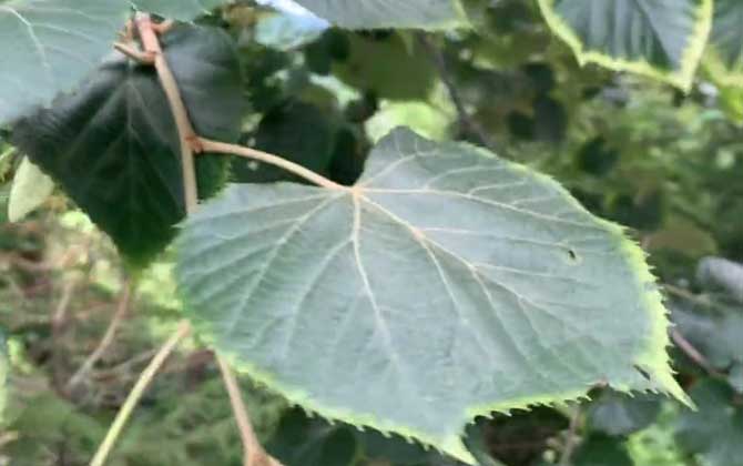 木本植物是什么意思？/最高的木本植物是什么