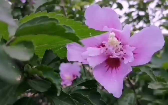 多肉植物开花后怎么办，可修剪扦插或授粉杂交出新品种/多肉植物开花后果实像辣椒