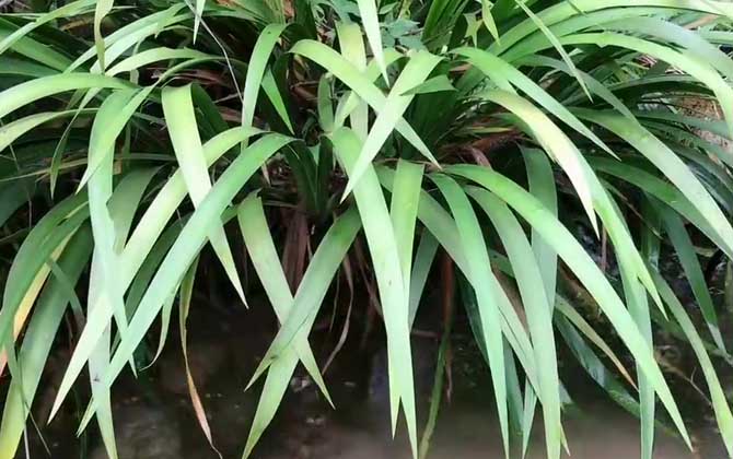 无花果品种有哪些无花果十大品种介绍