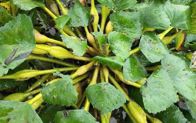 春天多肉植物怎么养/春天多肉植物怎么养才爆盆呢