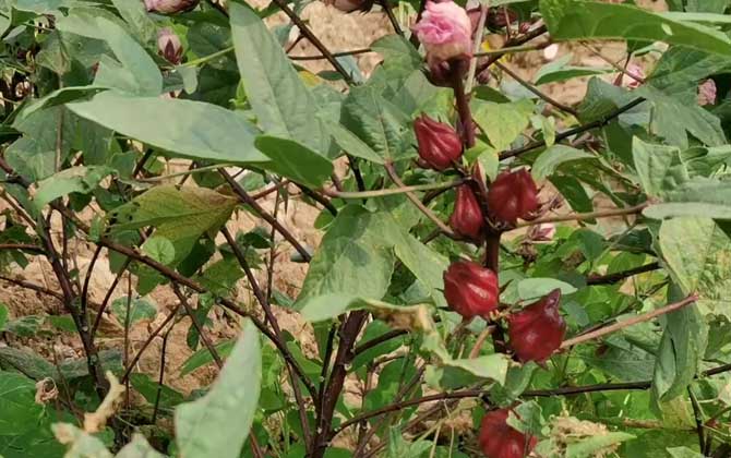 鲜花花束增加观赏時长的几个关键/鲜花花束怎么放花瓶