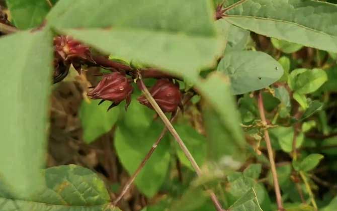 虎皮兰合适放在卧室吗？虎皮兰放在卧室养好吗？