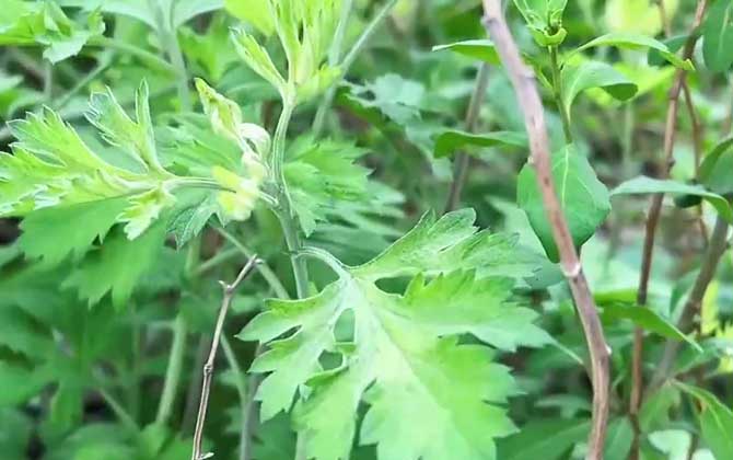 使用种子种植方式如何种植花木蓝，当几月采集种植，什么季节播种/使用种子种植方式有哪些
