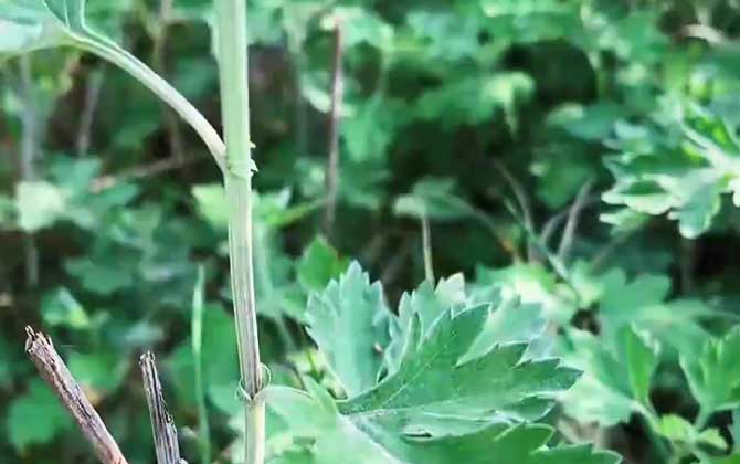 养护瓶儿花方式有什么都有什么注意事项/花瓶养花技巧