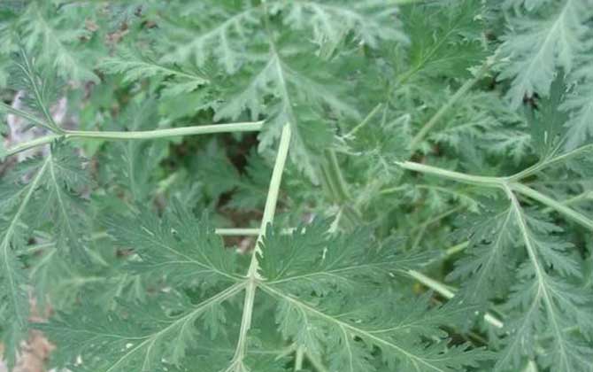 种植剑兰的方法有哪些呢/怎样种植剑兰花