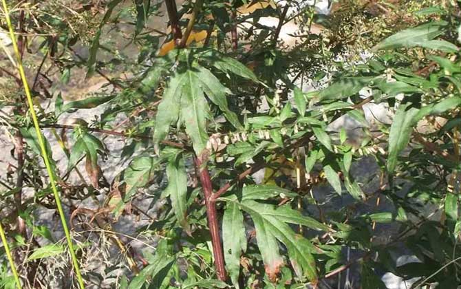 苦荞麦的养殖方法/苦荞麦的养殖方法和技术
