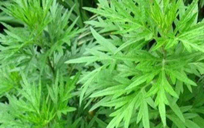 滇紫草药用价值 滇紫草药用价值