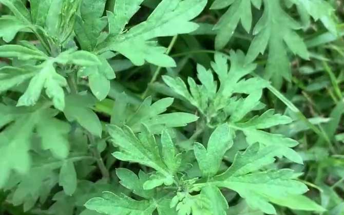 养植多肉小天狗植物的妙招有哪些夏季一劫要怎样才能平安度过/养植多肉小天狗好养吗