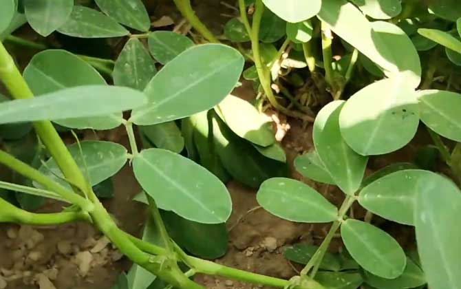 培育香草常用的养植方式和常见问题/培育香草常用的培育方法