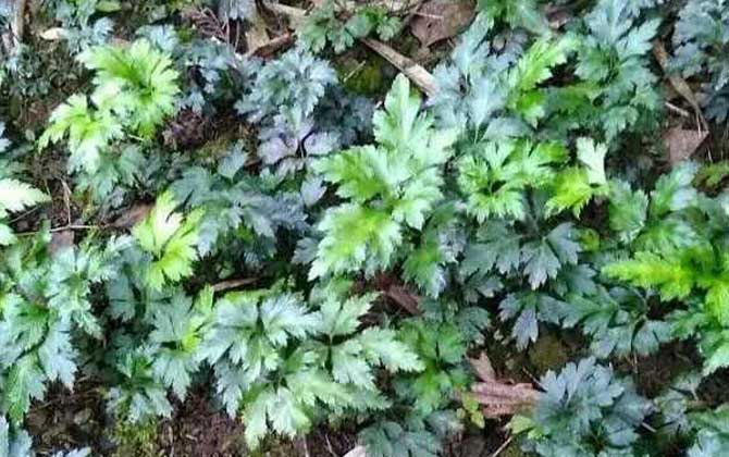 养植山木香需要满足哪些条件，定期修剪、防御病虫害都有什么方式/养植山木香需要注意什么
