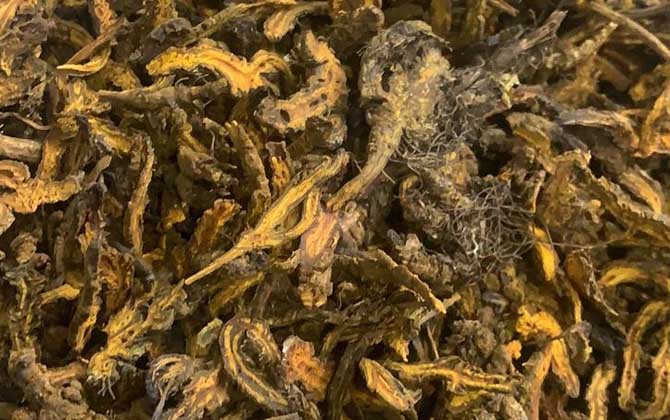 鸡蛋花树是否适合家养呢/鸡蛋花树喜欢阳光吗