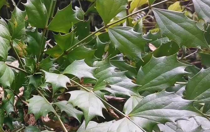 99朵玫瑰花语是什么意思玫瑰花代表的含义