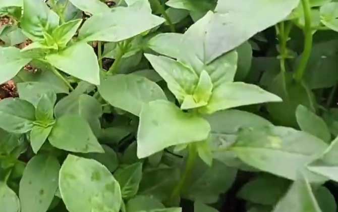 紫藤盆景怎么养植紫藤花盆栽栽培技术