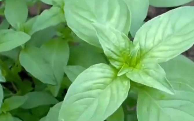 生石花怎样播种：石生花的方法心得及带苗期常见问题解疑/生石花怎样播种好