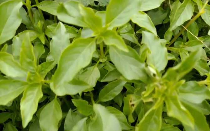 茶花春季甚么时候换盆