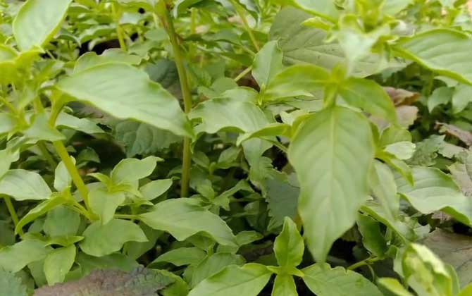 荆芥