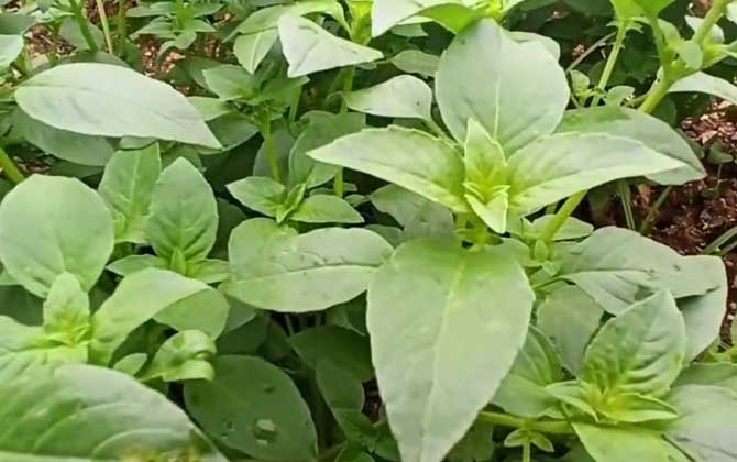 利用咖啡种子轻轻松松种出一盆茂密绿植/咖啡从种子到杯子的详细过程