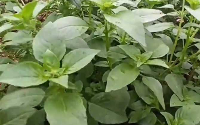 怎么用红豆衫种植水培盆栽需要注意什么/红豆衫栽培技术