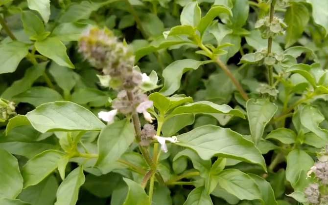 法师小苗用多大的盆适合