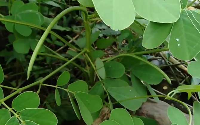 山莓种植方法 采用压条繁殖法