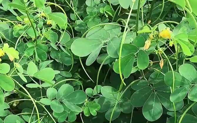 兰花对阳光的要求有哪些呢/兰花对光线要求强吗