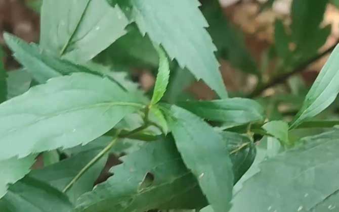 植物传播种子的方法有哪些盘点10种植物的传播方式