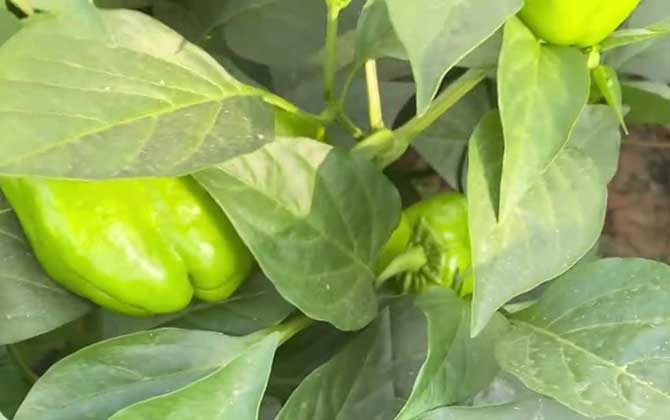 灯笼椒是什么植物？/灯笼椒是什么植物的果实