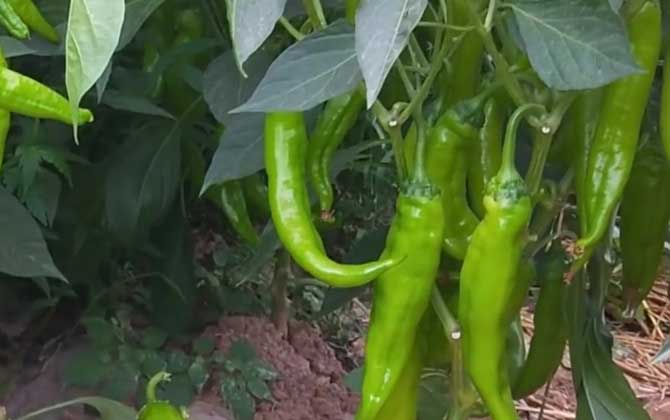 如何养植仙洞龟背竹正确养护仙洞龟背竹的方式和常见的问题/如何养植仙洞龟