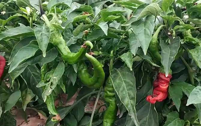 家养植物三棱箭在风水上有什么讲究，可以起到哪些效果，要怎么摆放/三棱箭的养殖方法和注意事项