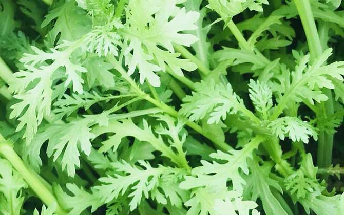 草本海棠种类/草本植物海棠