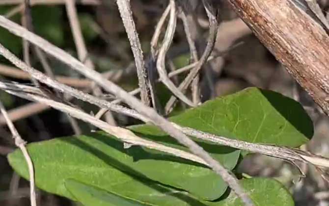 南木香是什么植物？/南木香别名是什么