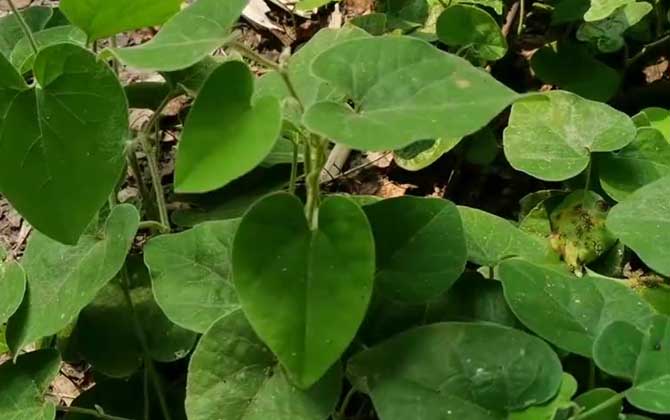 三棱箭如何养，三棱箭的养植方式和常见问题/三棱箭怎么扦插繁殖