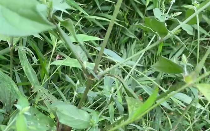 属老鼠养什么植物旺财 属老鼠养什么植物旺财转运好