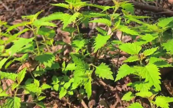 美人蕉是多年生还是一年生 当年种能开花吗 美人蕉是什么植物