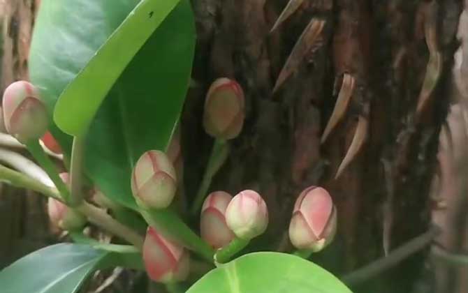 婴儿手指的养殖方法：光照和温度很重要/婴儿手指怎么样