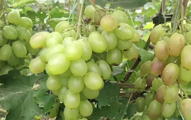 养植西红柿常用的方式和常见问题/栽培西红柿