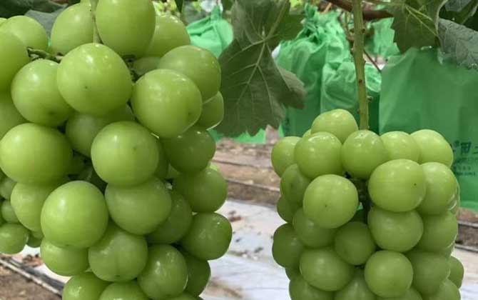多肉植物什么时候休眠：多肉植物休眠时间表简介/多肉植物什么时候浇水