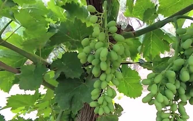 家养植物非洲凤仙花徒长叶子不见开花的缘由是什么/非洲凤仙百度百科