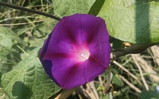 美人蕉是多年生还是一年生 当年种能开花吗 美人蕉是什么植物