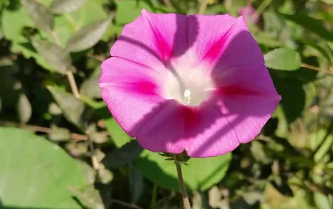 补血菜种植技术 可扦插栽种或者种子栽种