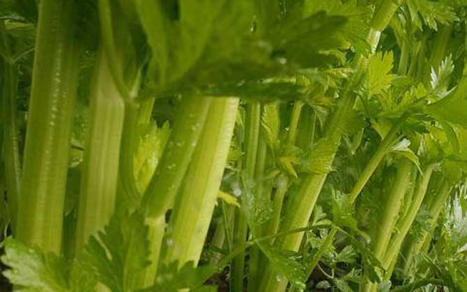 西芹是什么植物？/西芹菜是什么菜